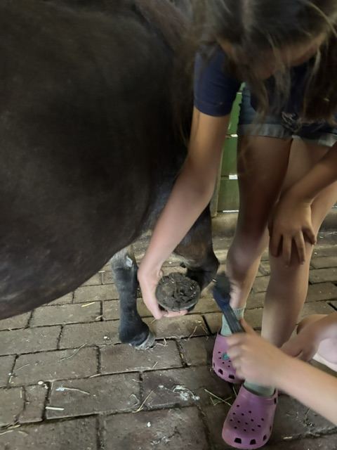 Kinder kratzen die Hufe eines Ponys aus
