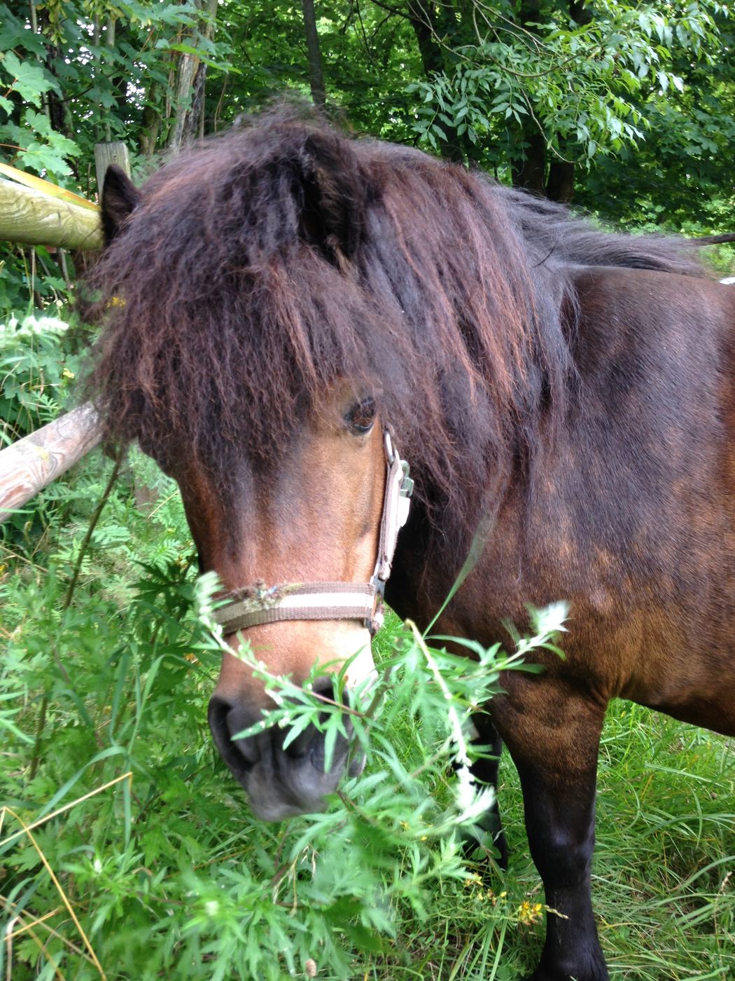 Paula, unser Shetlandpony, beim Grasen