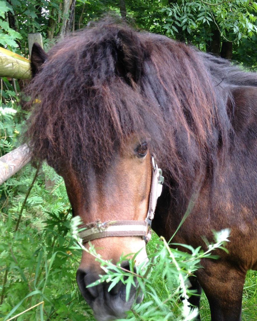 Paula, ein braunes Shetlandpony mit dichter Strubbelmähne, beim Grasen